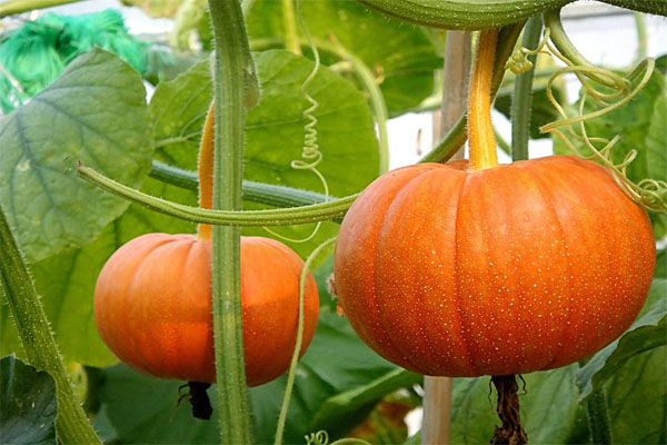 The best real-time temperature tracker for transporting pumpkins in summer