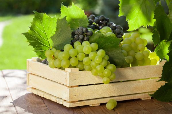 Temperature and humidity recorder for grape transportation