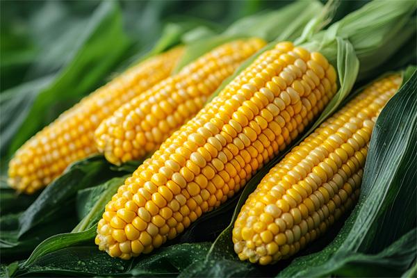 Cold chain temperature recorders prevent the transportation of corn from being affected