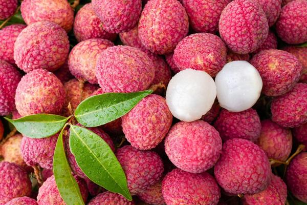 LCD temperature and humidity recorder can reduce litchi transportation loss problem