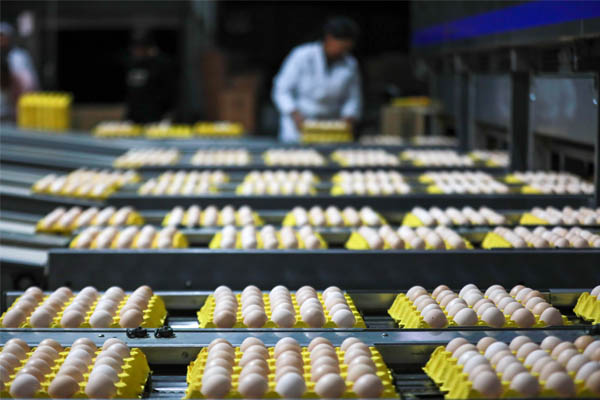 The 4G real-time temperature tracker is a key device for egg transportation