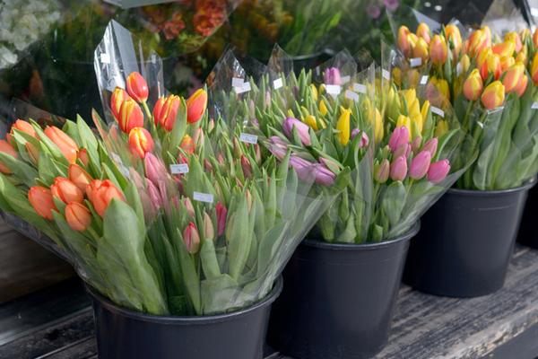 Cold chain temperature and humidity data logger transport flowers advantages