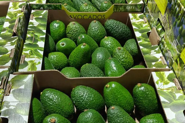 Disposable temperature recorder to protect the quality of avocado transportation